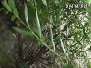 Pretty Amateur Teen Nataly Gold Anally Fucked In The Woods