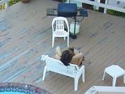 Two Busty Women Use Toys On Each Other By The Pool