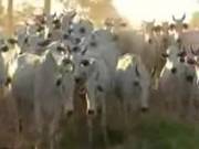 Pantanal Porno