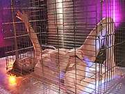 Several Dudes Fuck One Professional Whore Mandy Taylor In The Cage