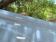 Phoenix Marie Have Some Hard Sex To Horny Guy On Truck